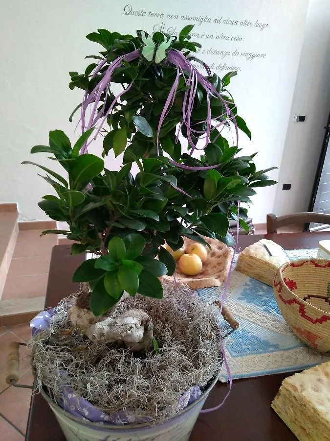 宾馆 Locanda B&B Dandana 奥尔戈索洛